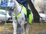 Policja Konna